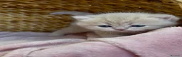 Británico de Pelo Corto gatos en venta: Camada F2 de British Shorthair Golden - Anuncio 12