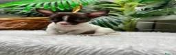 Chihuahua perros en venta: 🐾 CHIHUAHUA MACHO BICOLOR CHOCOLATE Y BLANCO 🐾 - Anuncio 13