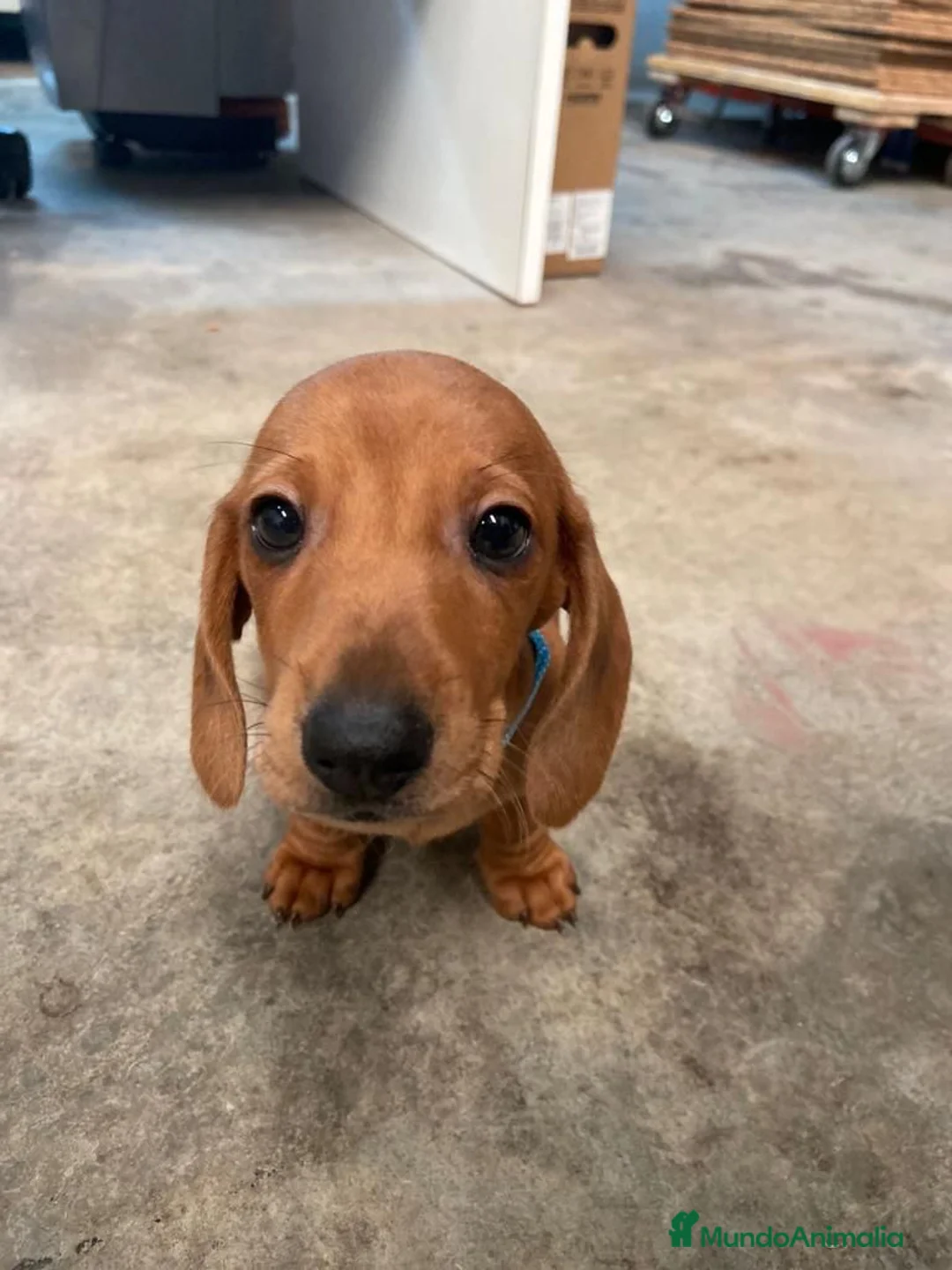 Teckel perros en venta: Magníficos Teckel miniatura 601144783 en Valencia - Anuncio 6