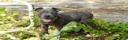 Staffordshire Bull Terrier perros en venta: Staffordshire bull terrier - Anuncio 5