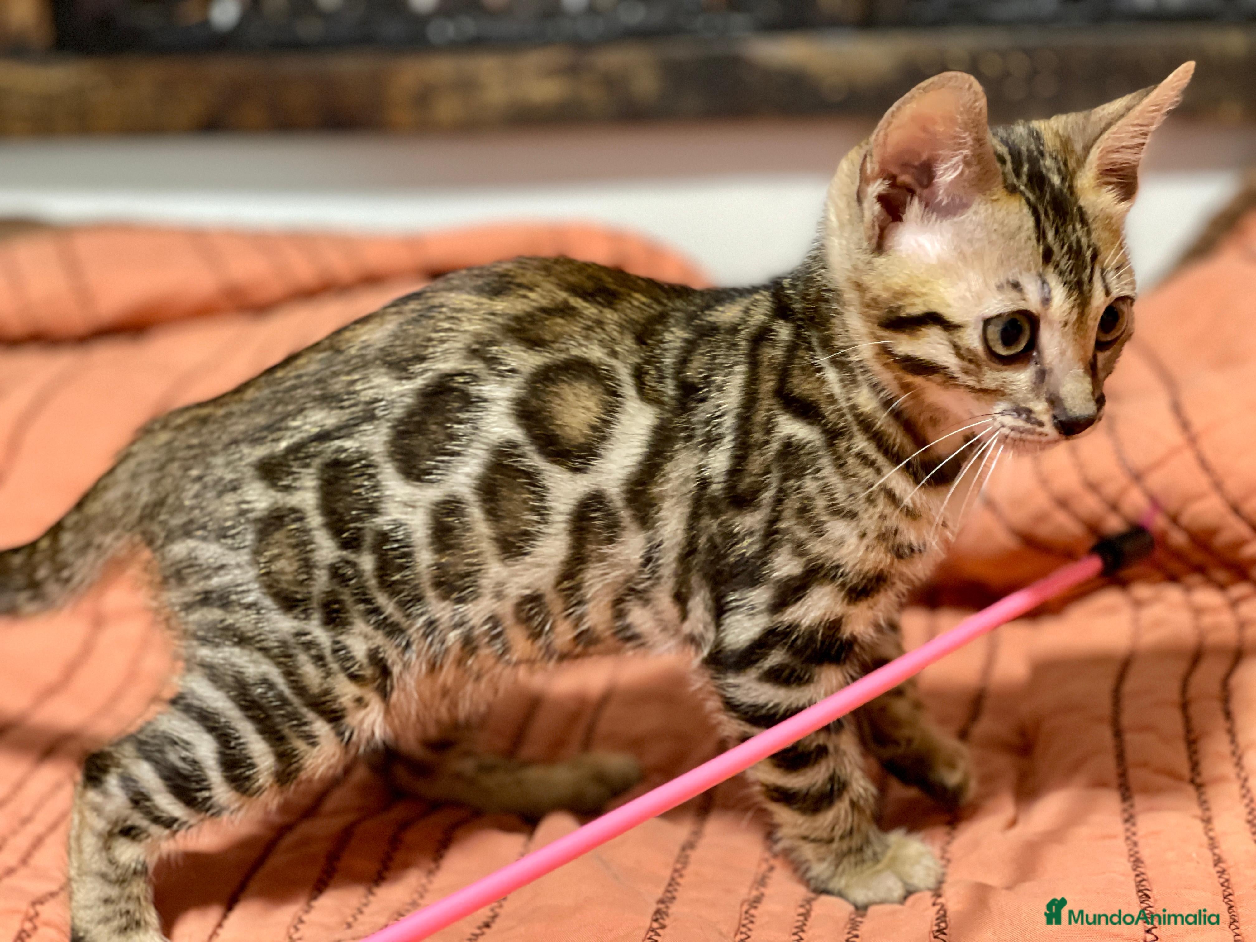 Bengalí gatos Gatita Bengalí - 3 Meses - Anuncio 2