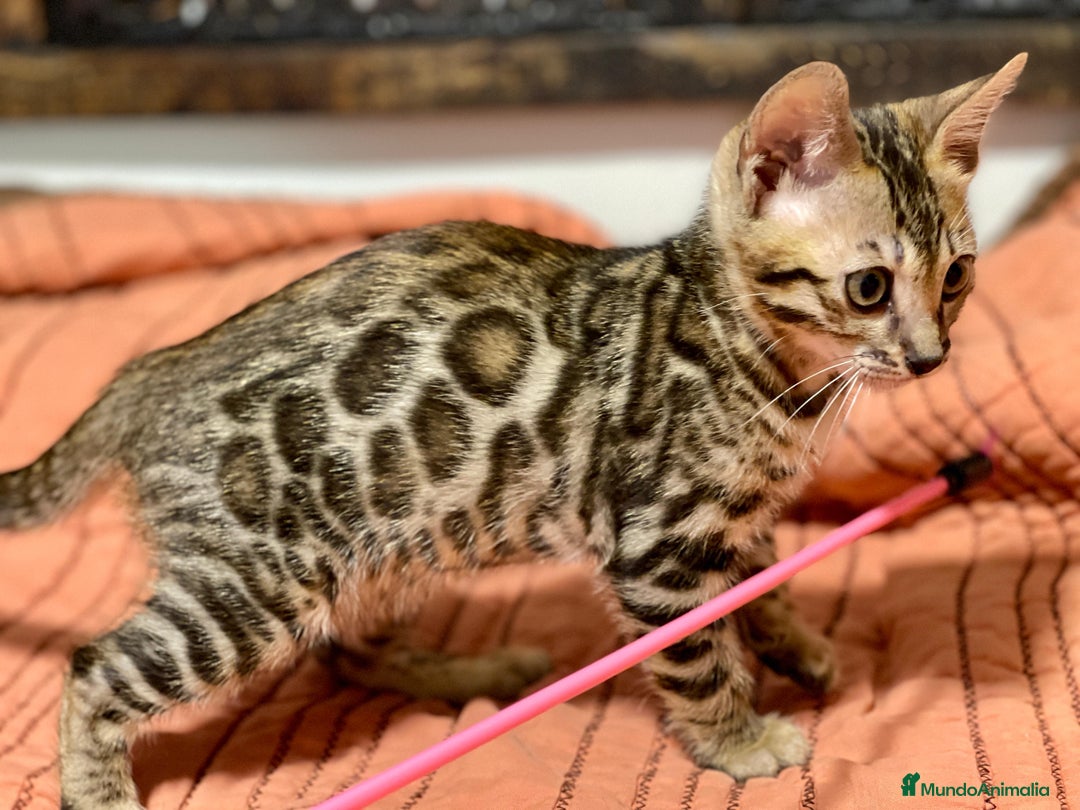 Bengalí gatos en venta: Gatita Bengalí - 3 Meses - Anuncio 1