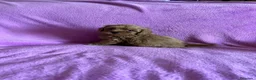 Maltipoo perros en venta: Cachorros maltipoo - Anuncio 3