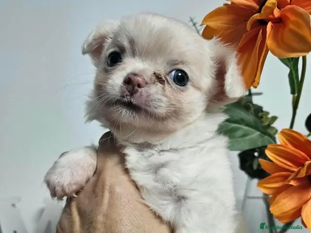 Chihuahua perros en venta: Chihuahua pelo largo - Anuncio 2