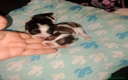 Bichón Maltés perros en venta: Macho de maltipom  - Imagen 1