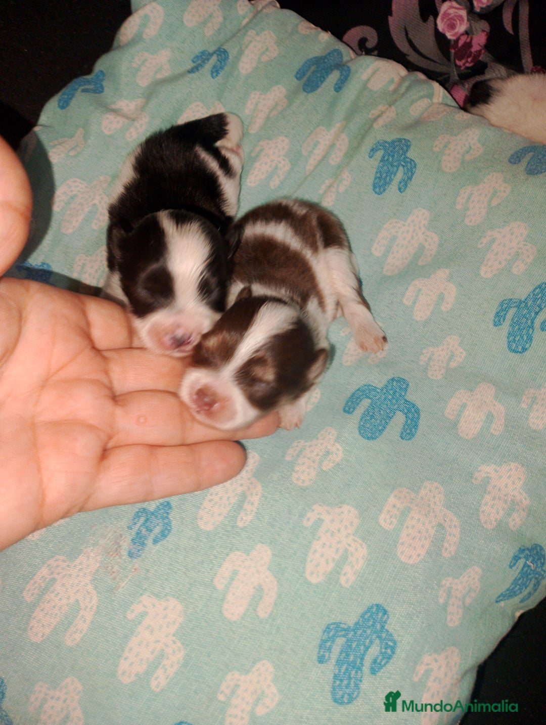 Bichón Maltés perros en venta: Macho de maltipom  - Imagen 1