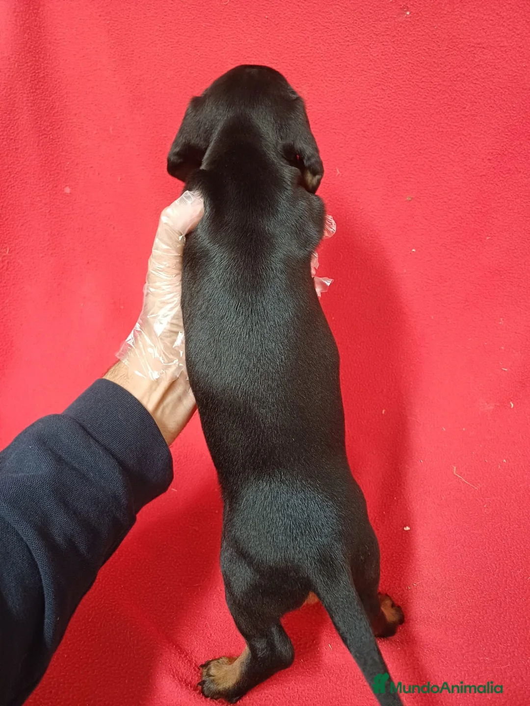 Teckel Miniatura perros en venta: Teckel Mini Negro y Fuego  - Anuncio 3