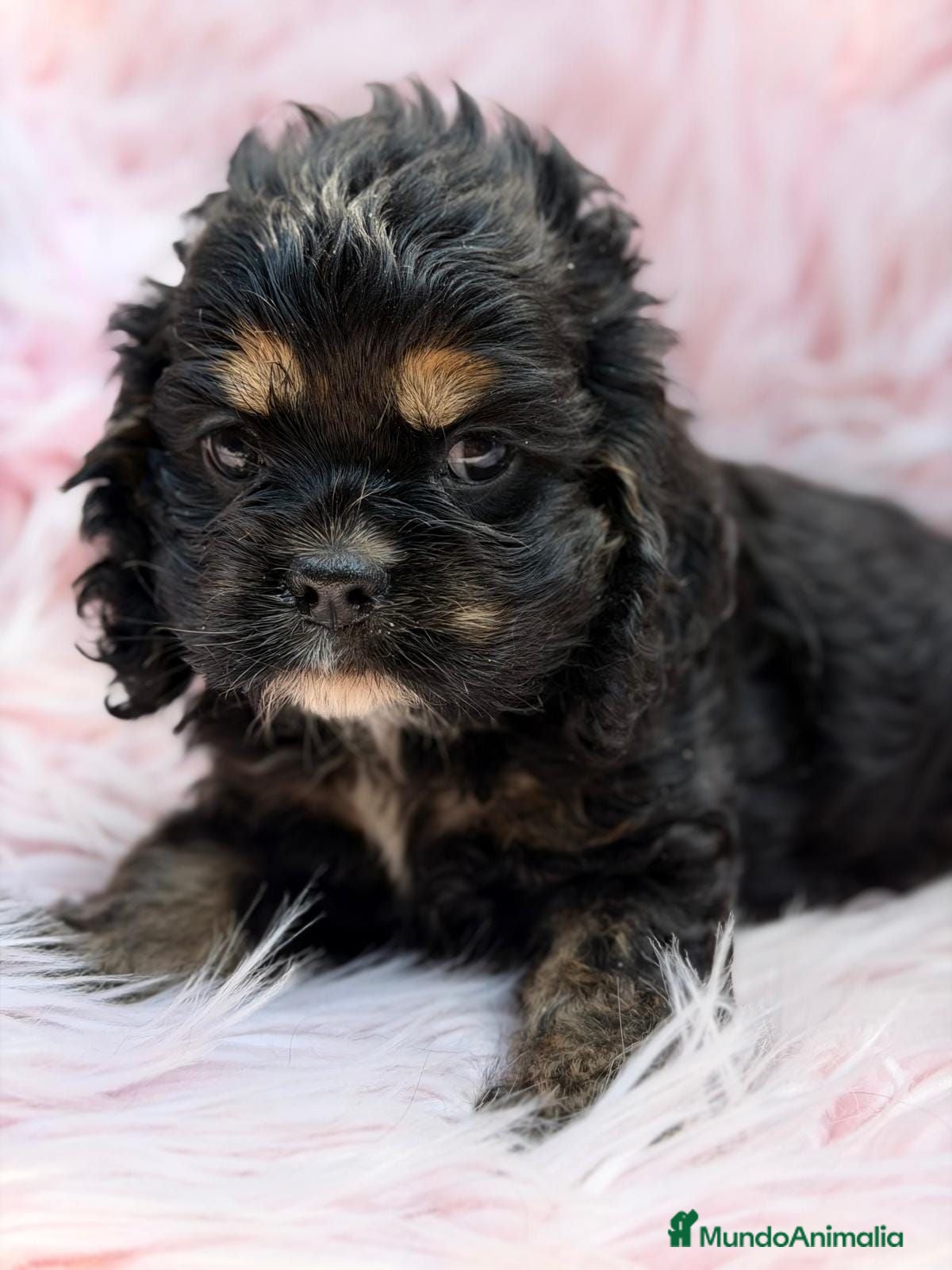 Cocker Spaniel Americano perros COCKER AMERICANO - Anuncio 1