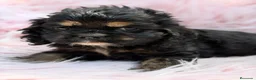 Cocker Spaniel Americano perros en venta: COCKER AMERICANO - Anuncio 1