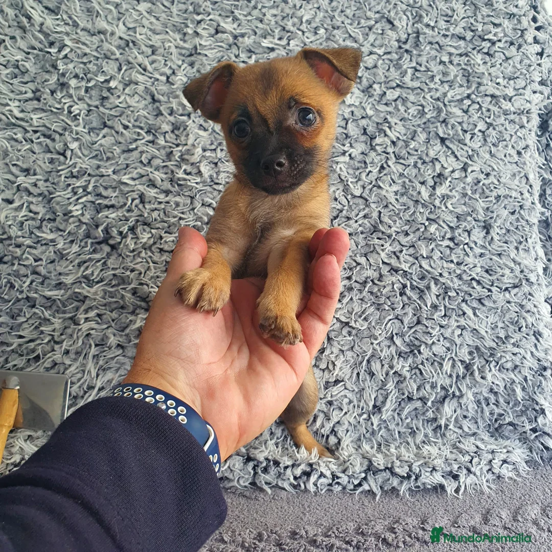 Chihuahua perros en venta: Chihuahua mini - Anuncio 1