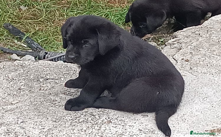 Labrador Retriever perros en La Coruña - Propaganda 3