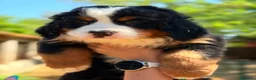 Boyero de Berna perros en venta: ÚLTIMA HEMBRA DE BOYERO IMPRESIONANTE - Anuncio 4