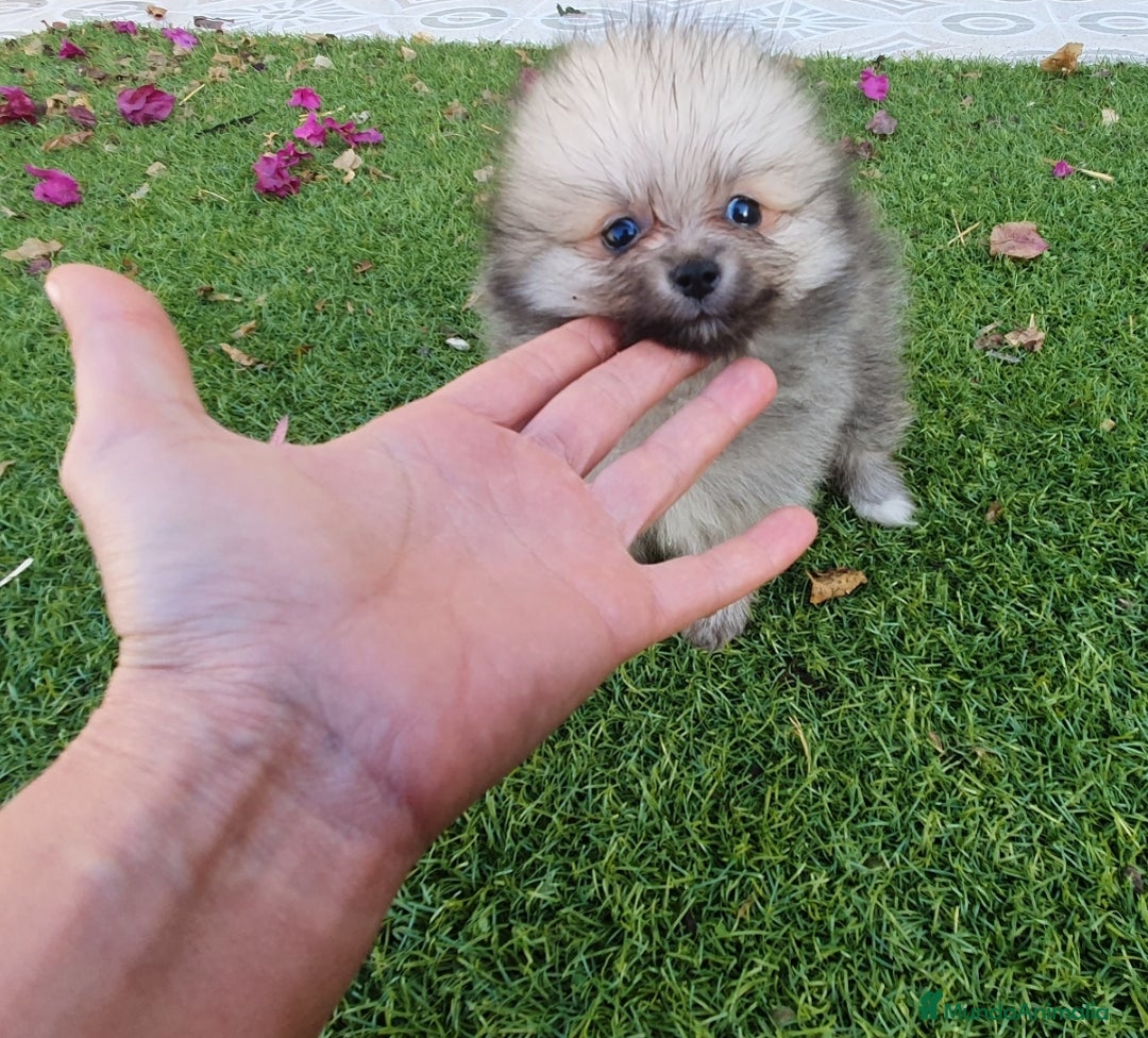 Pomerania perros en venta: Pomeranias Mini Preciosos  - Anuncio 2