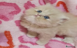 Persa gatos en venta: 🐾PERSA CREMA TABBY MACHO 🐾 - Imagen 1
