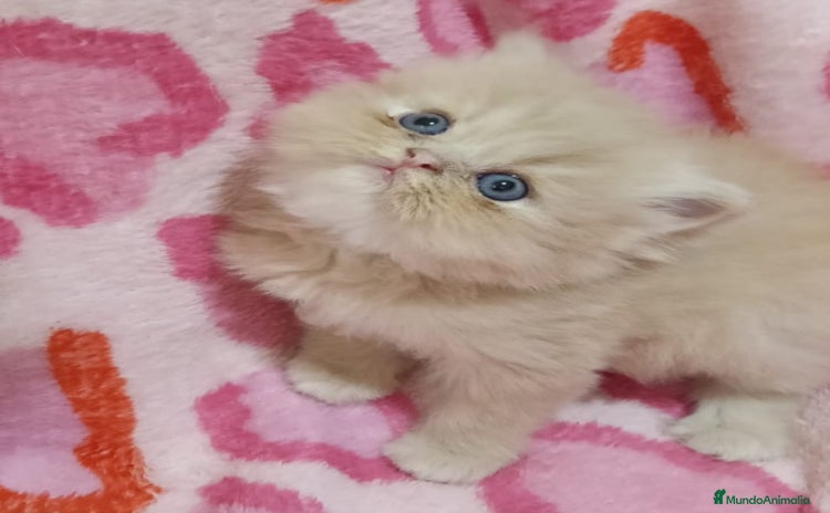 Persa gatos - Anuncio 1