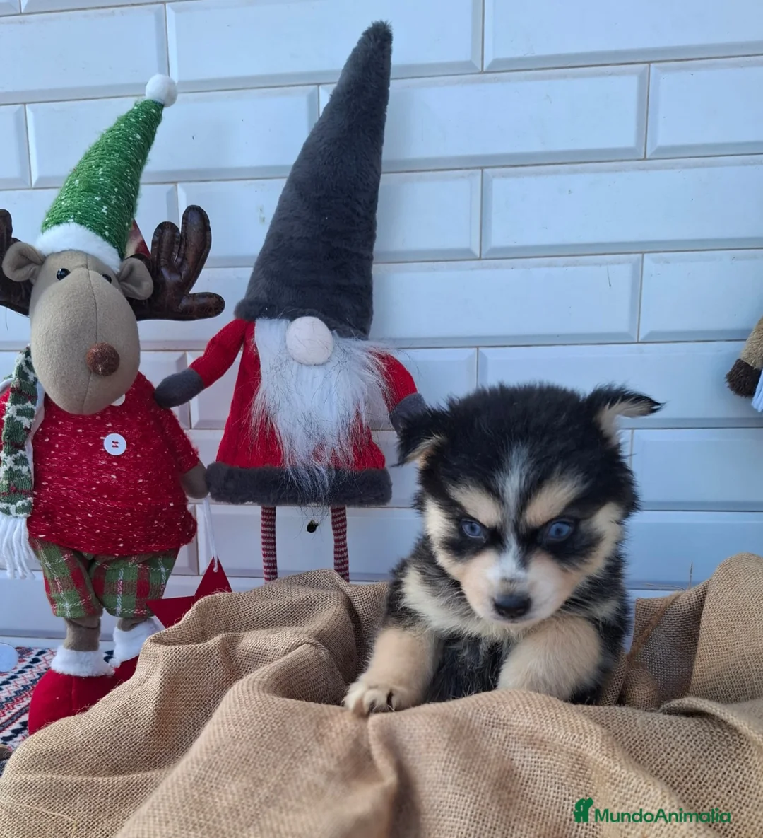 Pomsky perros en venta: POMSKY - Anuncio 1