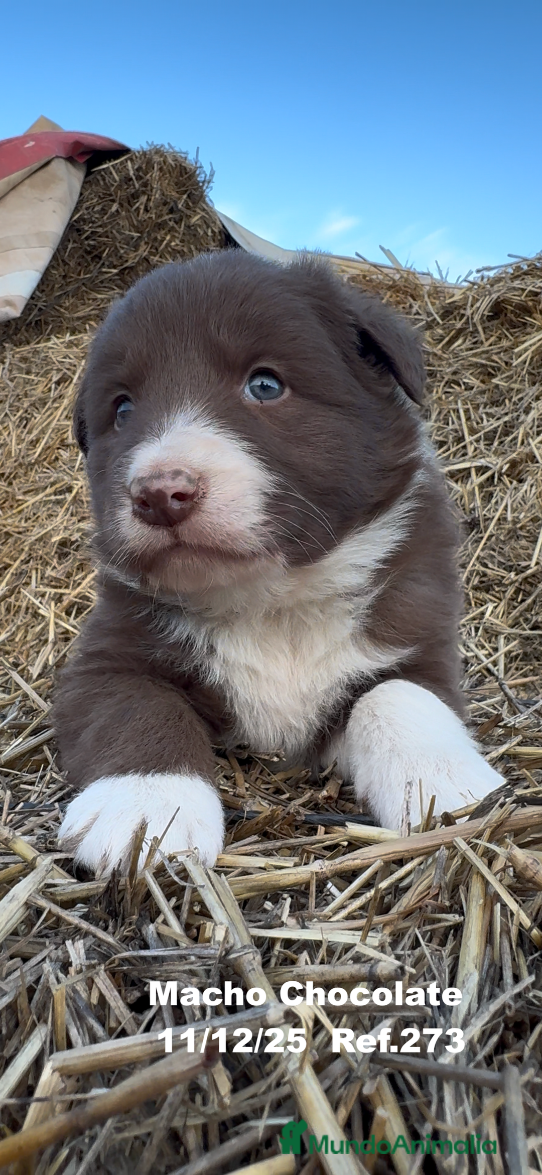 Border Collie perros en venta: Border Collie - Anuncio 36