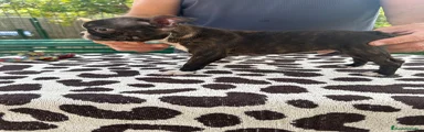Boston Terrier 