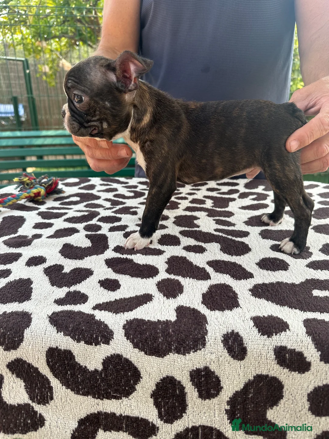 Boston Terrier perros en venta: Cachorro boston terrier  - Anuncio 6