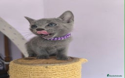 Azul Ruso gatos en venta: Azul ruso con pedigri  - Imagen 6