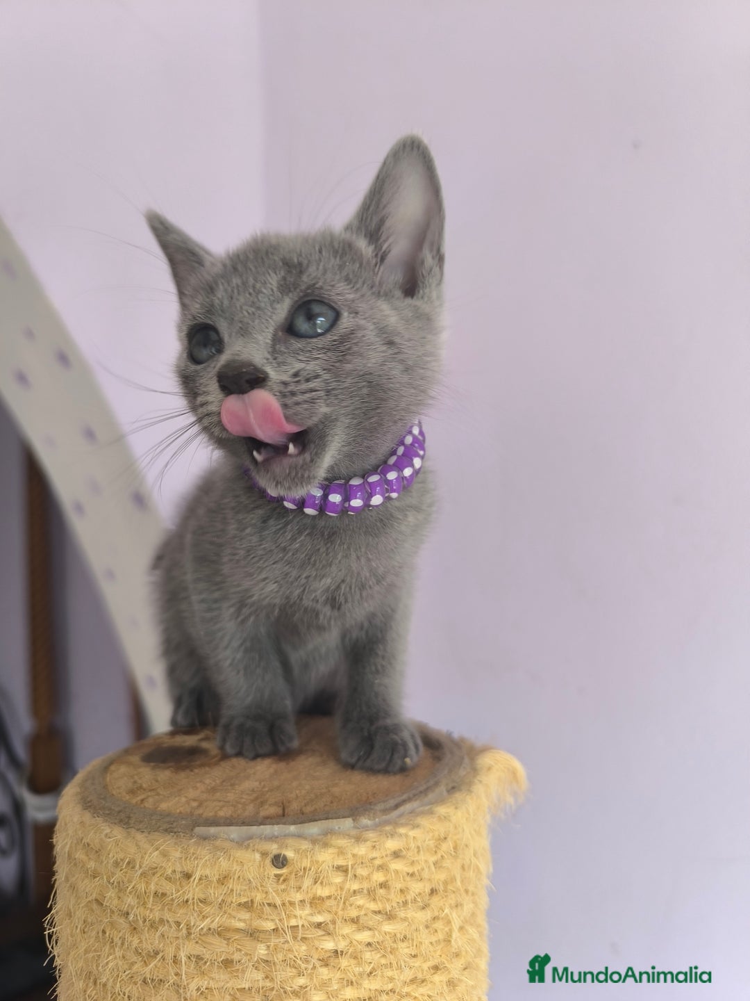 Azul Ruso gatos en venta: Azul ruso con pedigri  - Imagen 6
