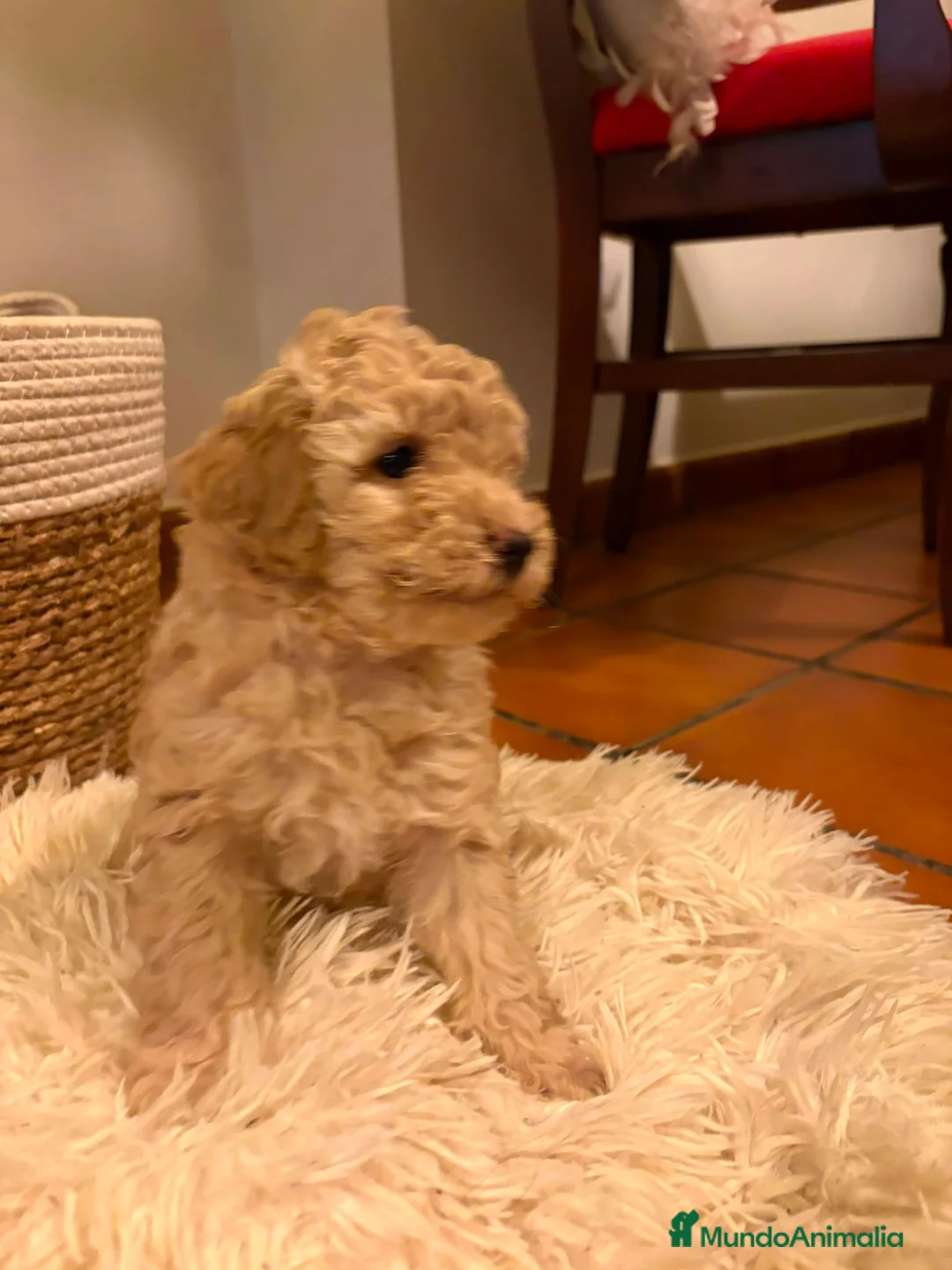 Caniche Enano perros en venta: Caniches enanos  - Anuncio 4