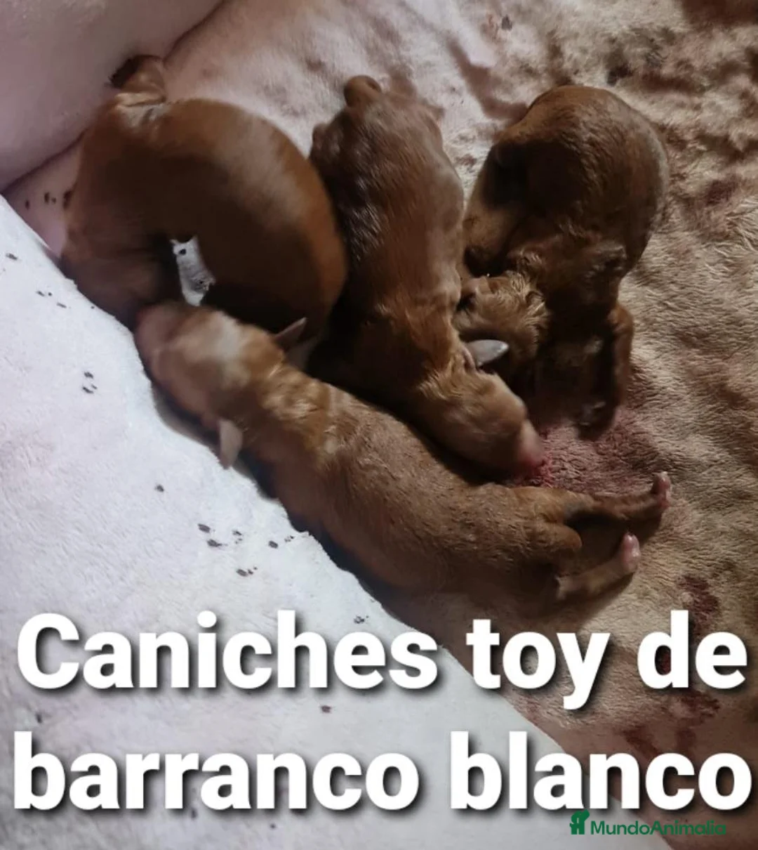 Caniche Toy perros en venta: Caniches toy con pedigree - Anuncio 2