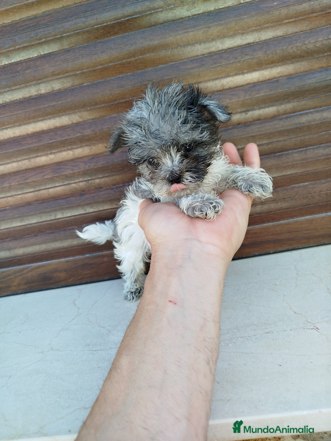 Maltipoo perros en venta: Maltipoo azul y blanco  - Imagen 4