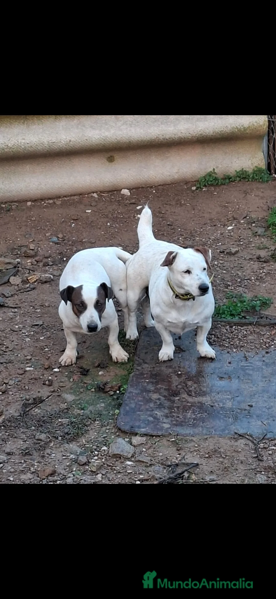 Jack Russell Terrier perros en venta: JACK RUSSELL - Anuncio 2