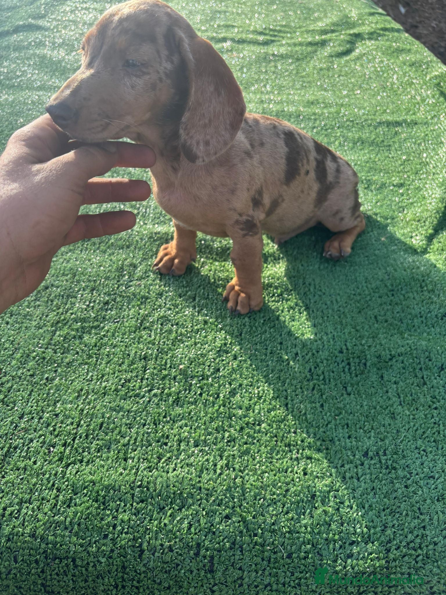 Teckel Miniatura perros Disponible Teckels de Calidad  - Anuncio 2