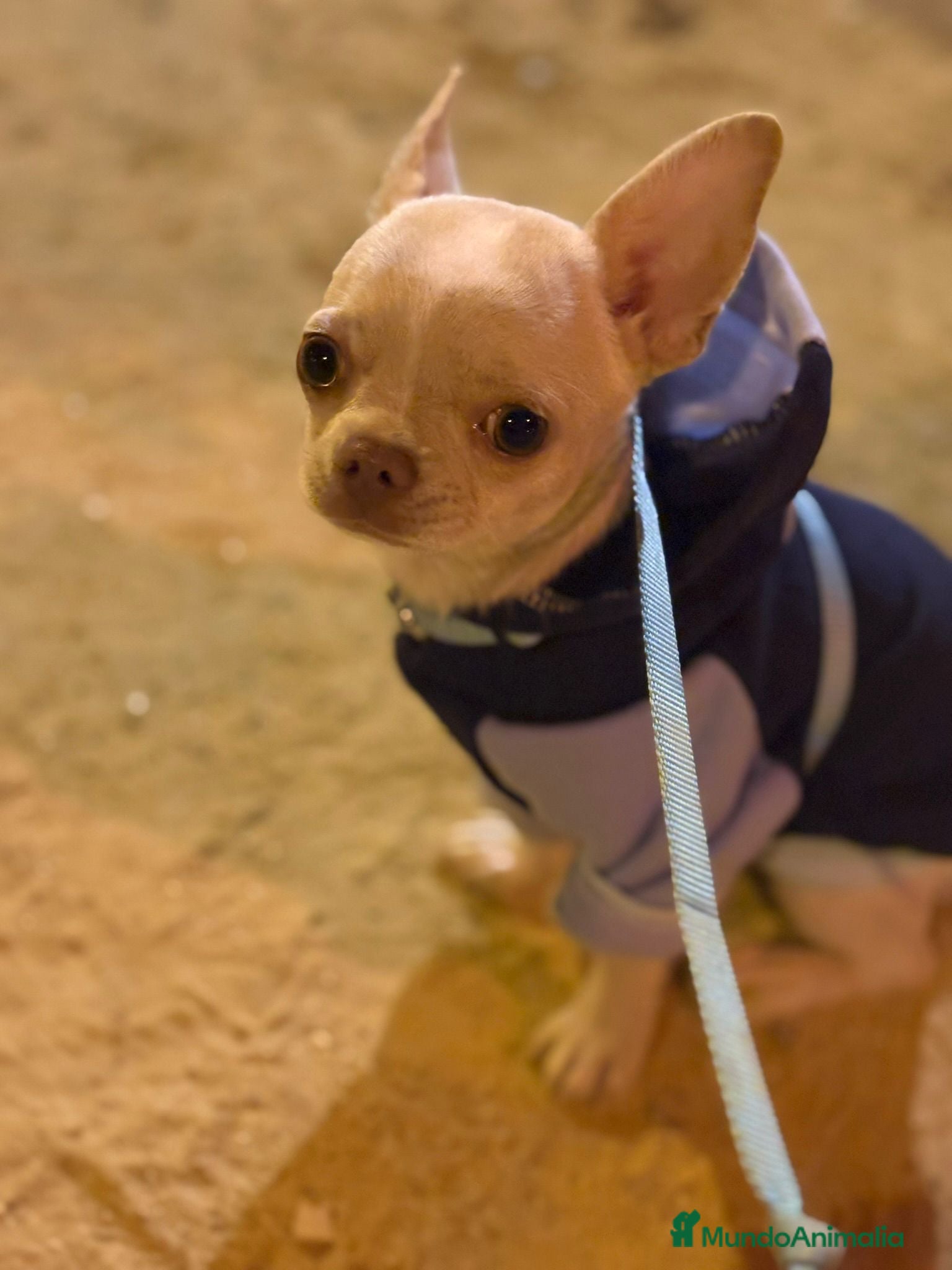 Chihuahua perros CHIHUAHUA MACHO ♂️ - Anuncio 1