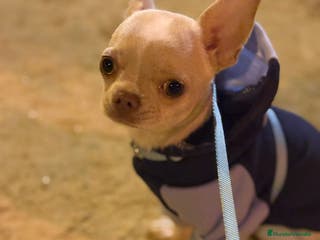 Chihuahua perros CHIHUAHUA MACHO ♂️ - Anuncio 20