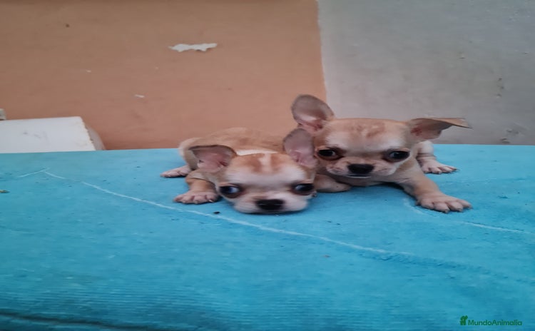 Chihuahua perros - Propaganda 8