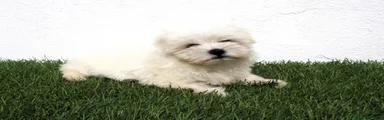 Bichón Maltés Cachorro 1
