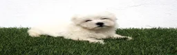 Bichón Maltés perros en venta: Bichon Maltes  - Anuncio 6