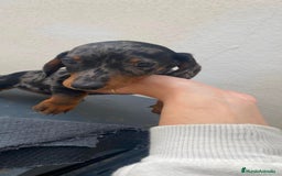 Teckel perros en venta: Teckel kaninchen  - Imagen 1