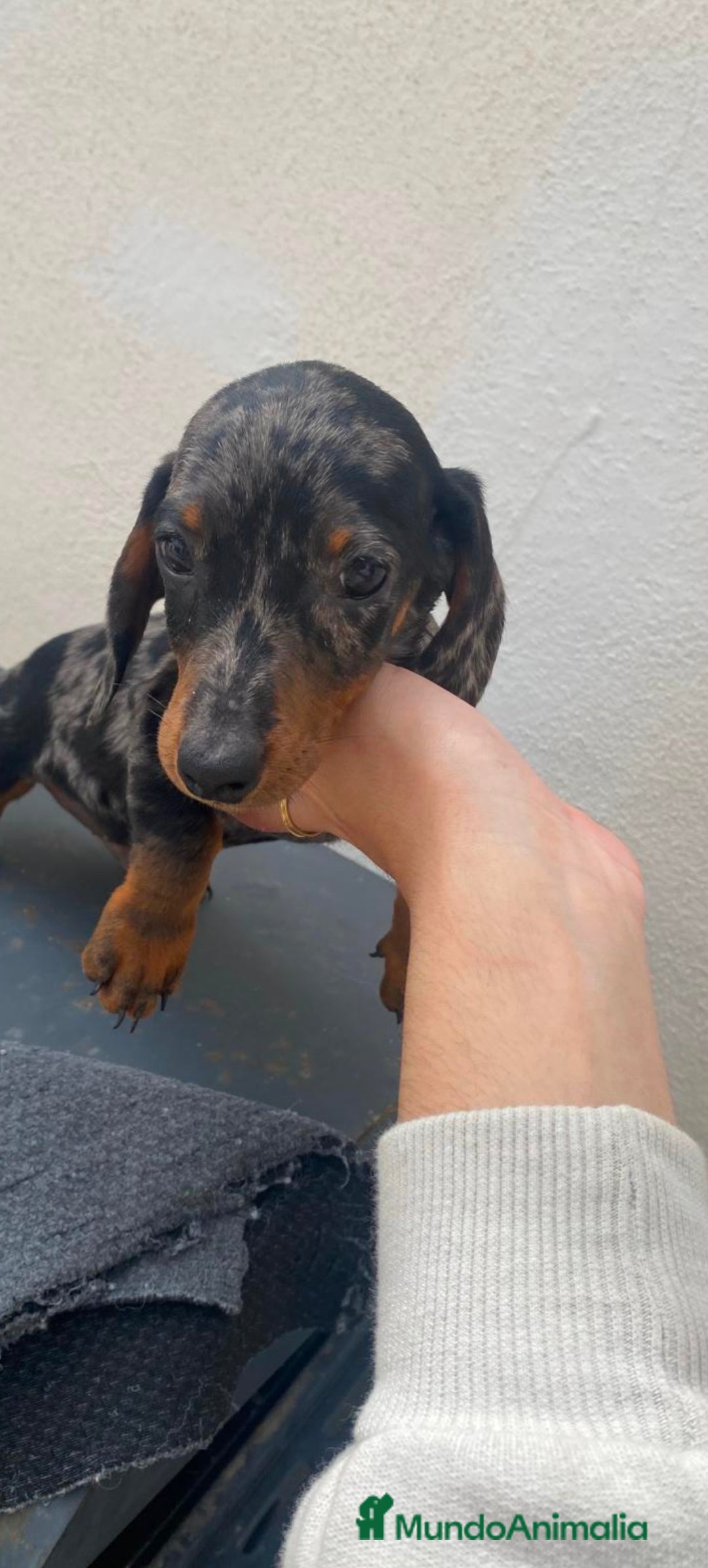 Teckel perros en venta: Teckel kaninchen  - Imagen 1