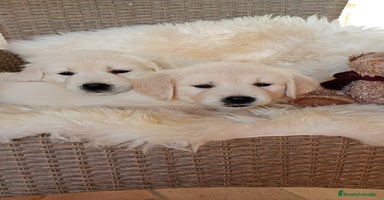 Golden Retriever perros - Anuncio 3