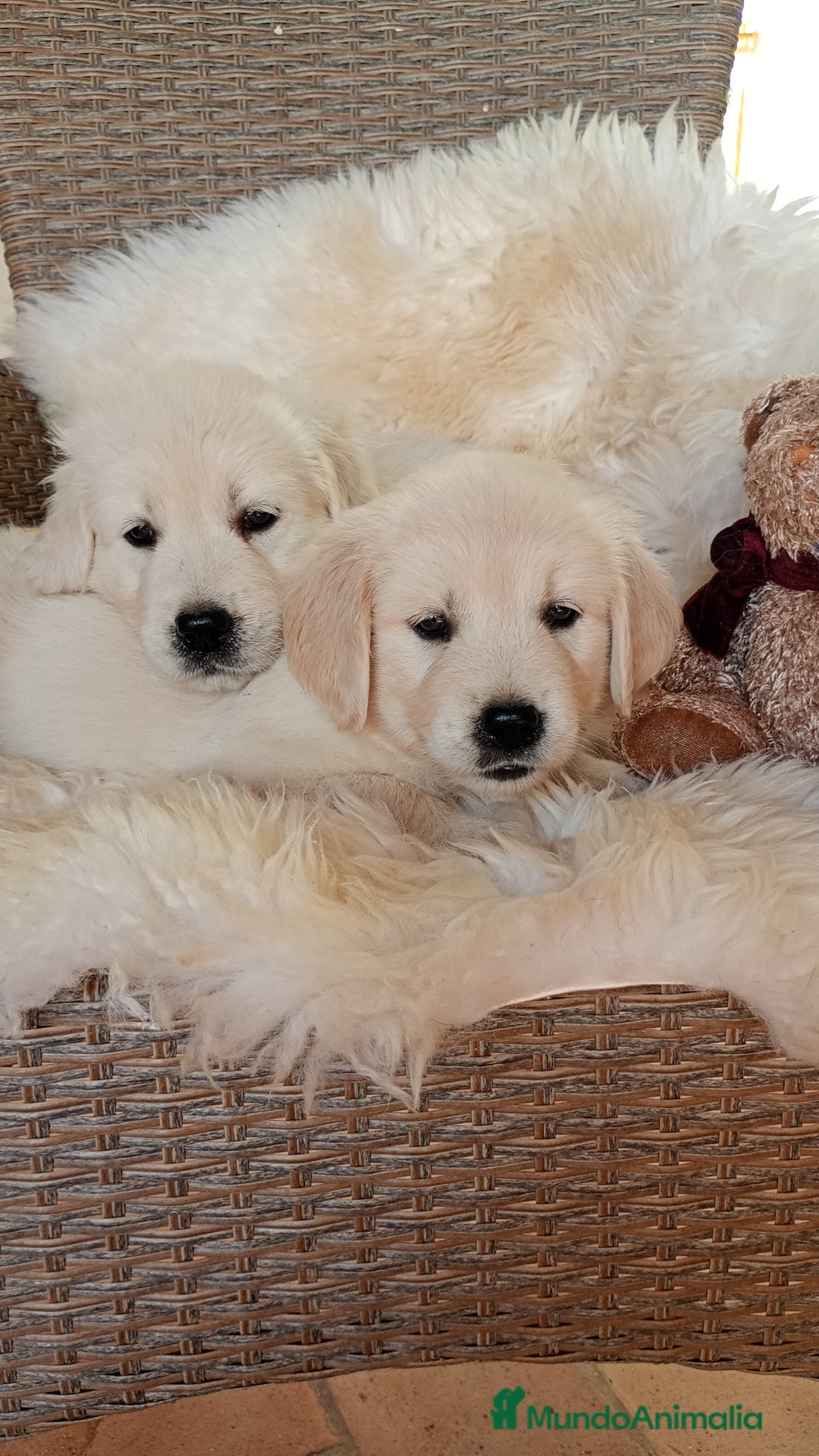 Golden Retriever perros en venta: Camada de Golden Retriever  - Imagen 2