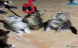 Maine Coon gatos en venta: Preciosa Camada Maine Coon - Imagen 8