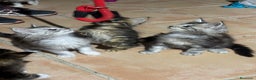 Maine Coon gatos en venta: Preciosa Camada Maine Coon - Anuncio 8