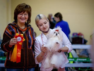 Bichón Maltés perros Machito Coreano puro Tokio - Anuncio 1