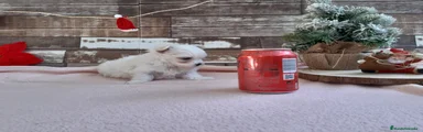 Bichón Maltés Cachorro 10