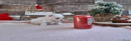 Bichón Maltés perros en venta: PRECIOSOS BICHON MALTES  LINEA TOY  - Anuncio 3