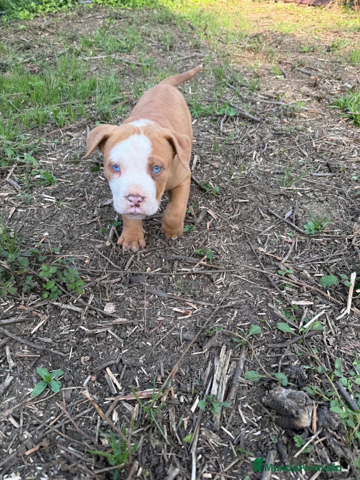 American Pit Bull Terrier perros Pitbull ojos azules  - Anuncio 21