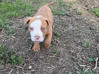 American Pit Bull Terrier perros Pitbull ojos azules - Anuncio 21