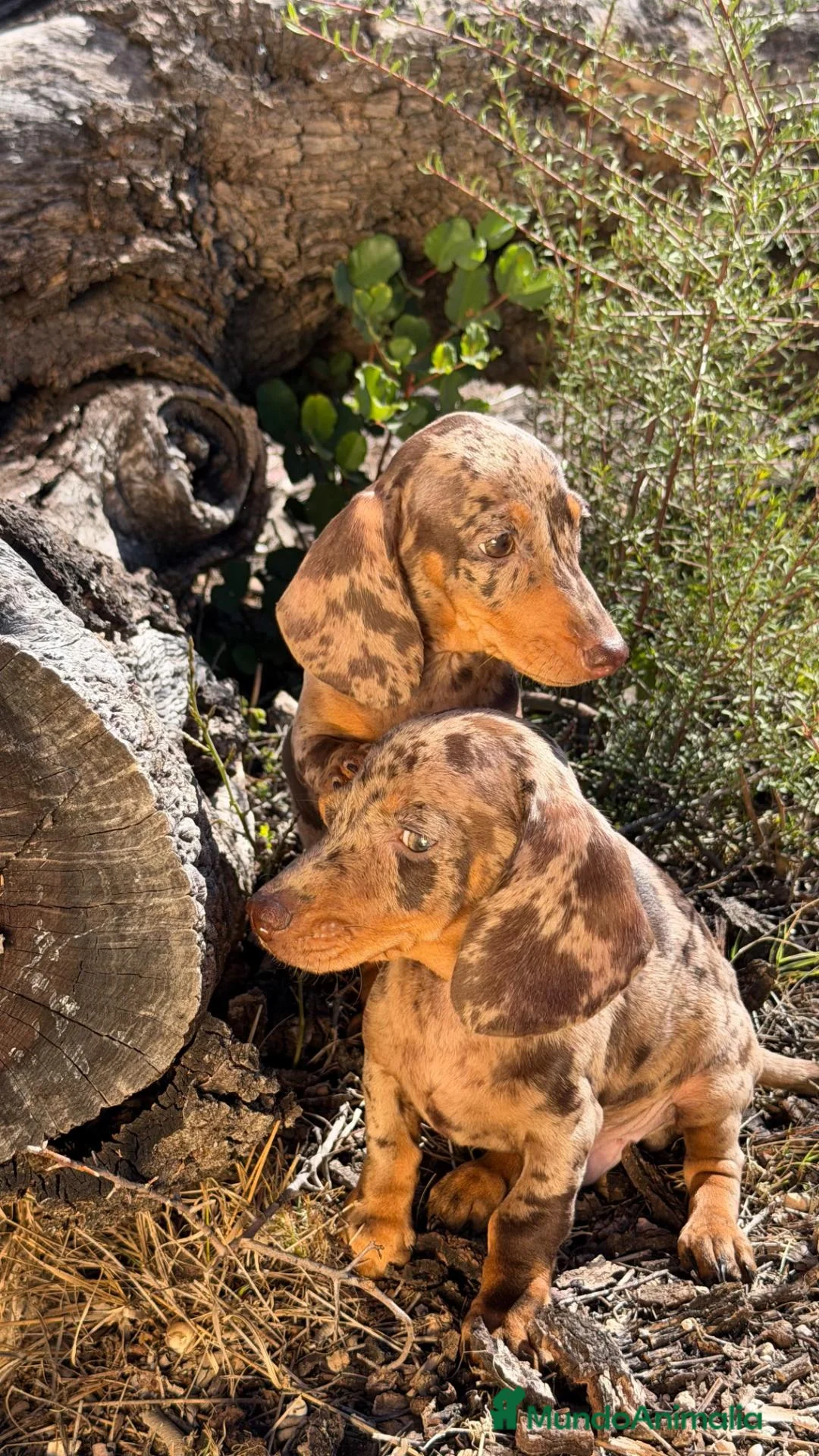Teckel Miniatura perros en venta: TECKEL MINI ARLEQUIN - Macho y Hembra - Anuncio 4