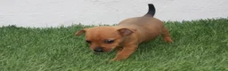 Raza Mixta perros en venta: Minijack - Anuncio 8