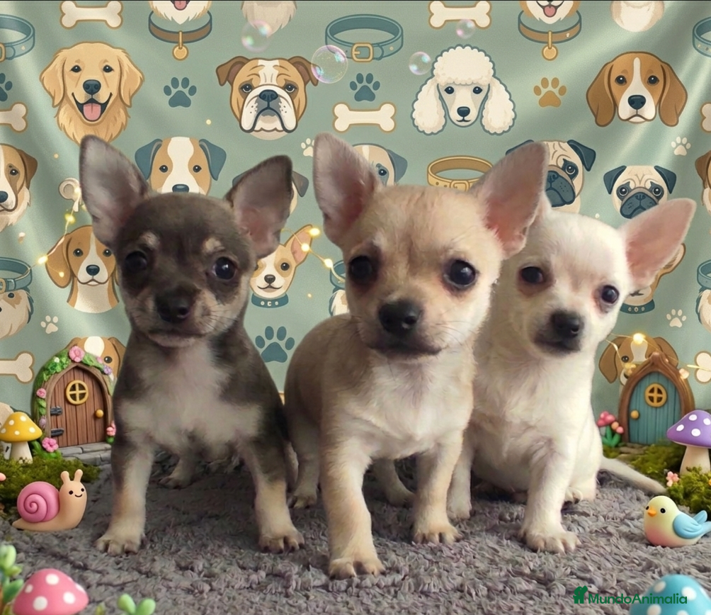 Chihuahua perros Chihuahua Toy hembras y macho  - Anuncio 1