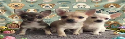 Chihuahua perros en venta: Chihuahua Toy hembras y macho  - Anuncio 1